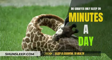 How Giraffes Get By With Just 20 Minutes Sleep Daily