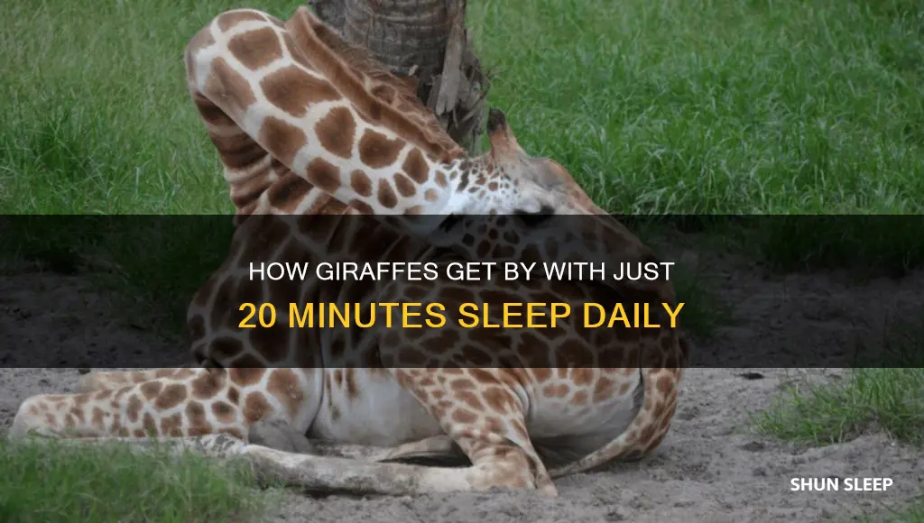 do giraffes only sleep 20 minutes a day