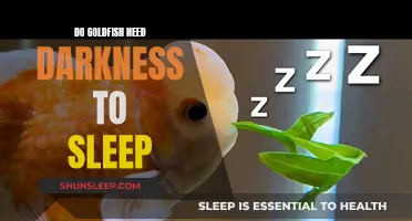 Goldfish Sleeping Habits: Darkness or Light?