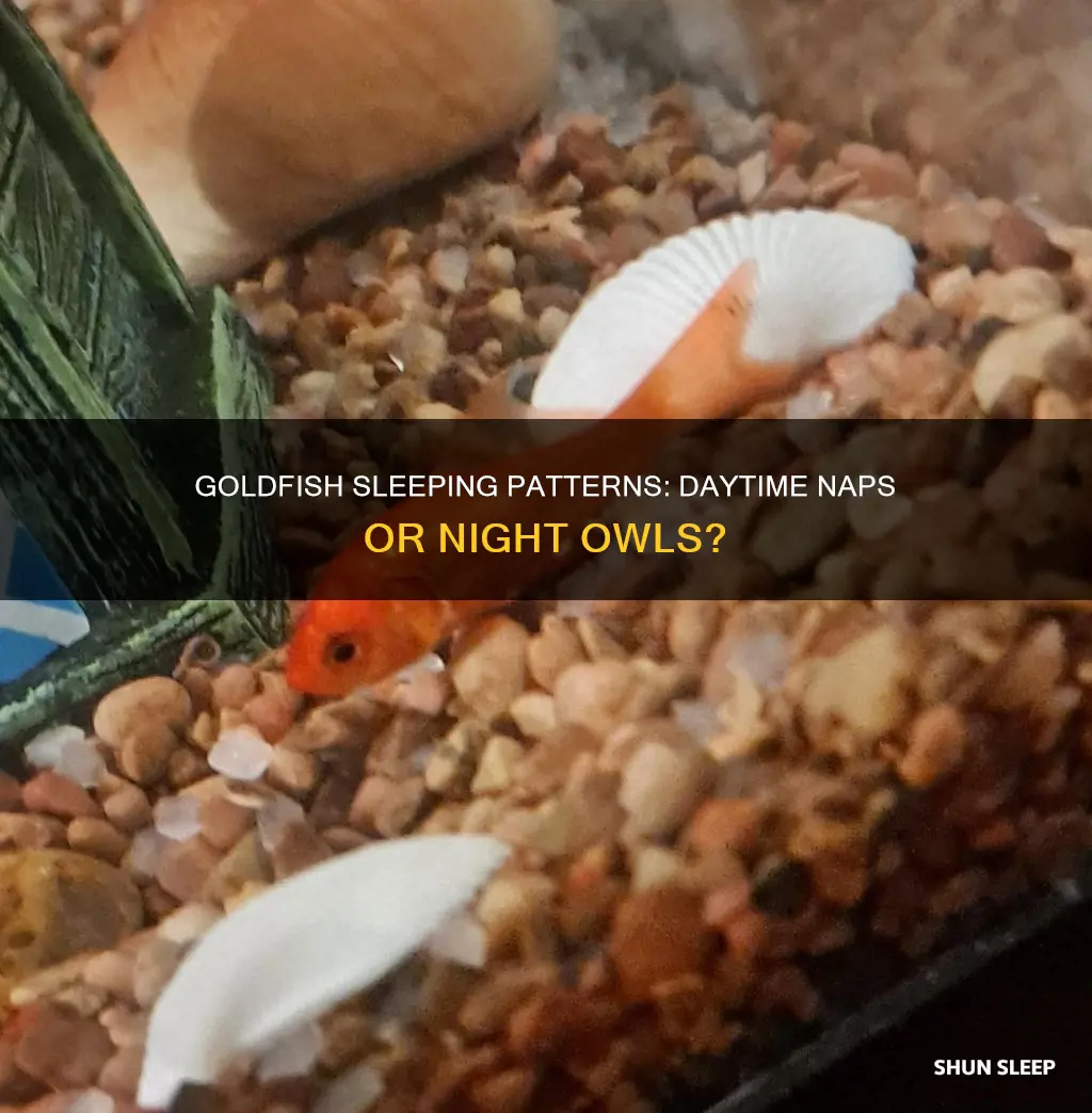 do goldfish sleep during the day