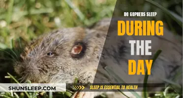 Gophers' Sleep Patterns: Daytime Dozing or Active Napping?