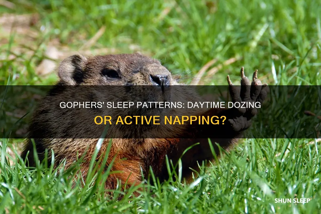 do gophers sleep during the day