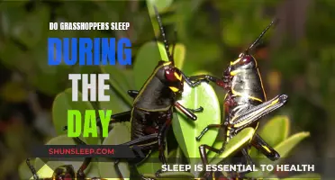 Grasshoppers' Daytime Sleep: Understanding Their Resting Patterns