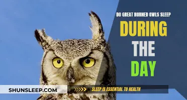 Daytime Sleep Patterns of the Great Horned Owl Explored