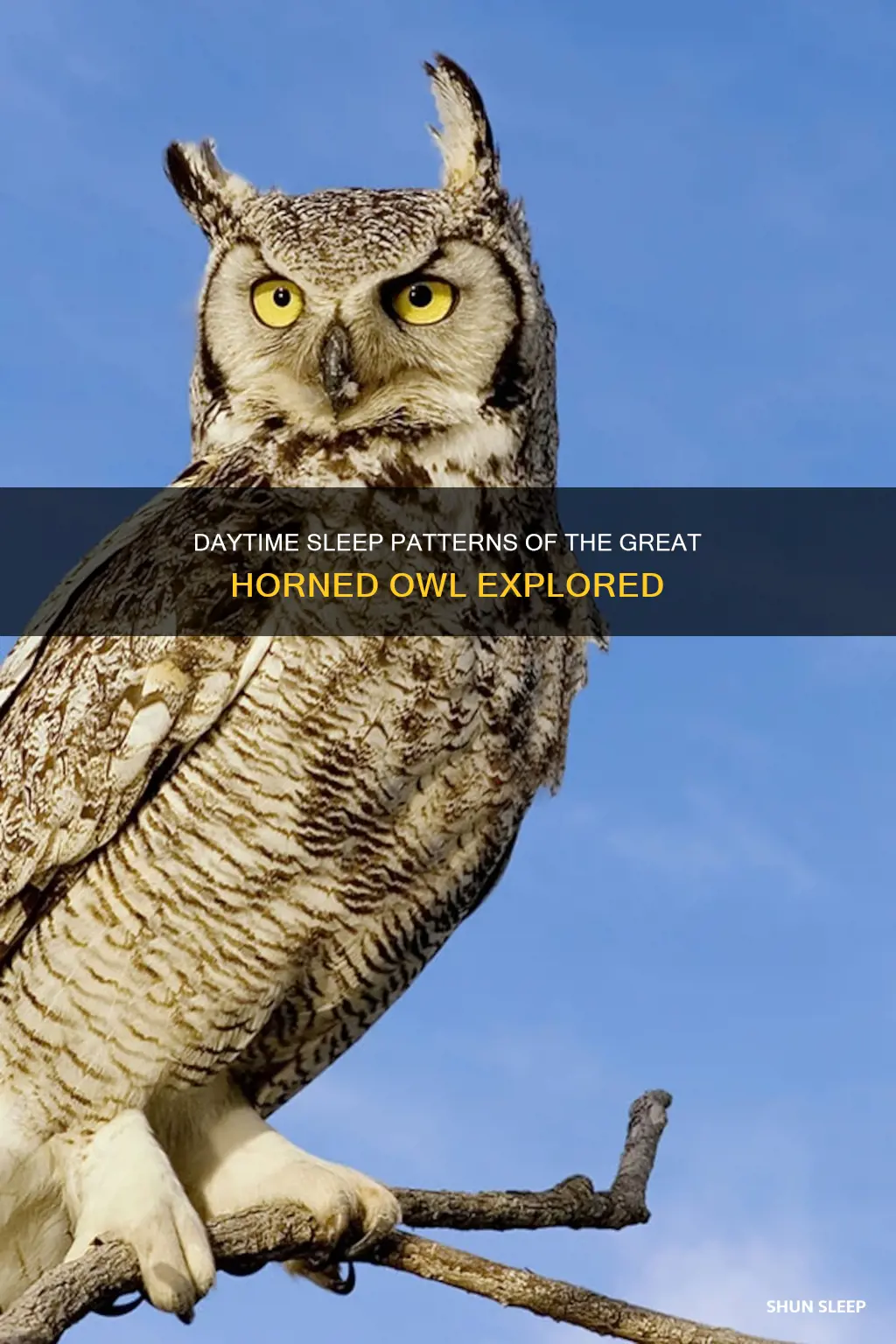 do great horned owls sleep during the day