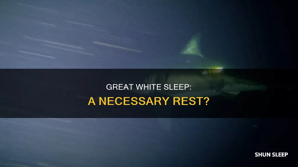 do great whites need to sleep