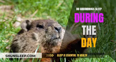 Groundhogs' Sleep Patterns: Daytime Dozing or Nighttime Napping?