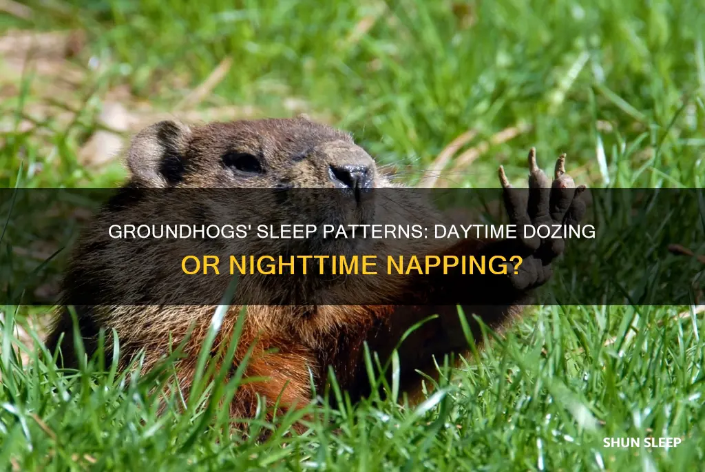 do groundhogs sleep during the day