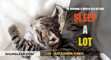 How Much Do Kittens Sleep at 5 Months?