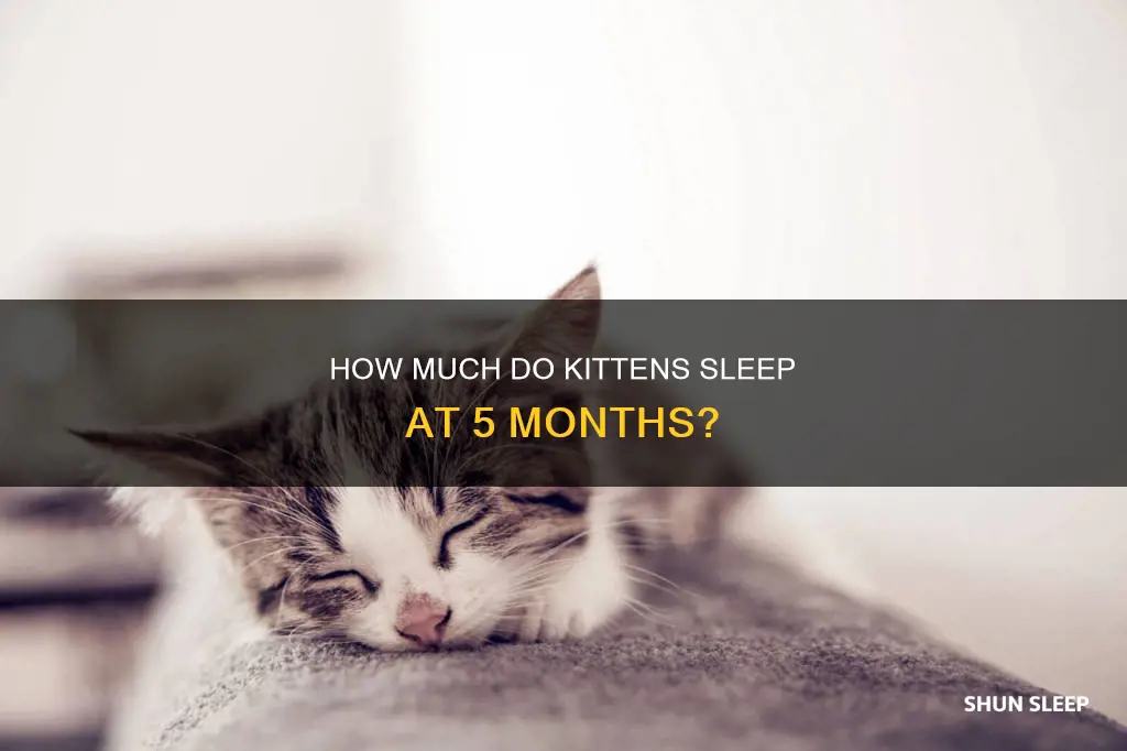 do growing 5 month old kittens sleep a lot