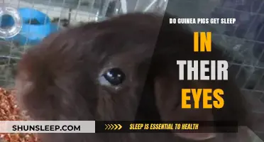 Guinea Pigs and Eye Discharge: Understanding Sleep in Their Eyes