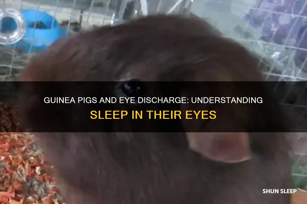 do guinea pigs get sleep in their eyes