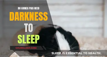 Guinea Pigs and Sleep: Do They Need Darkness?