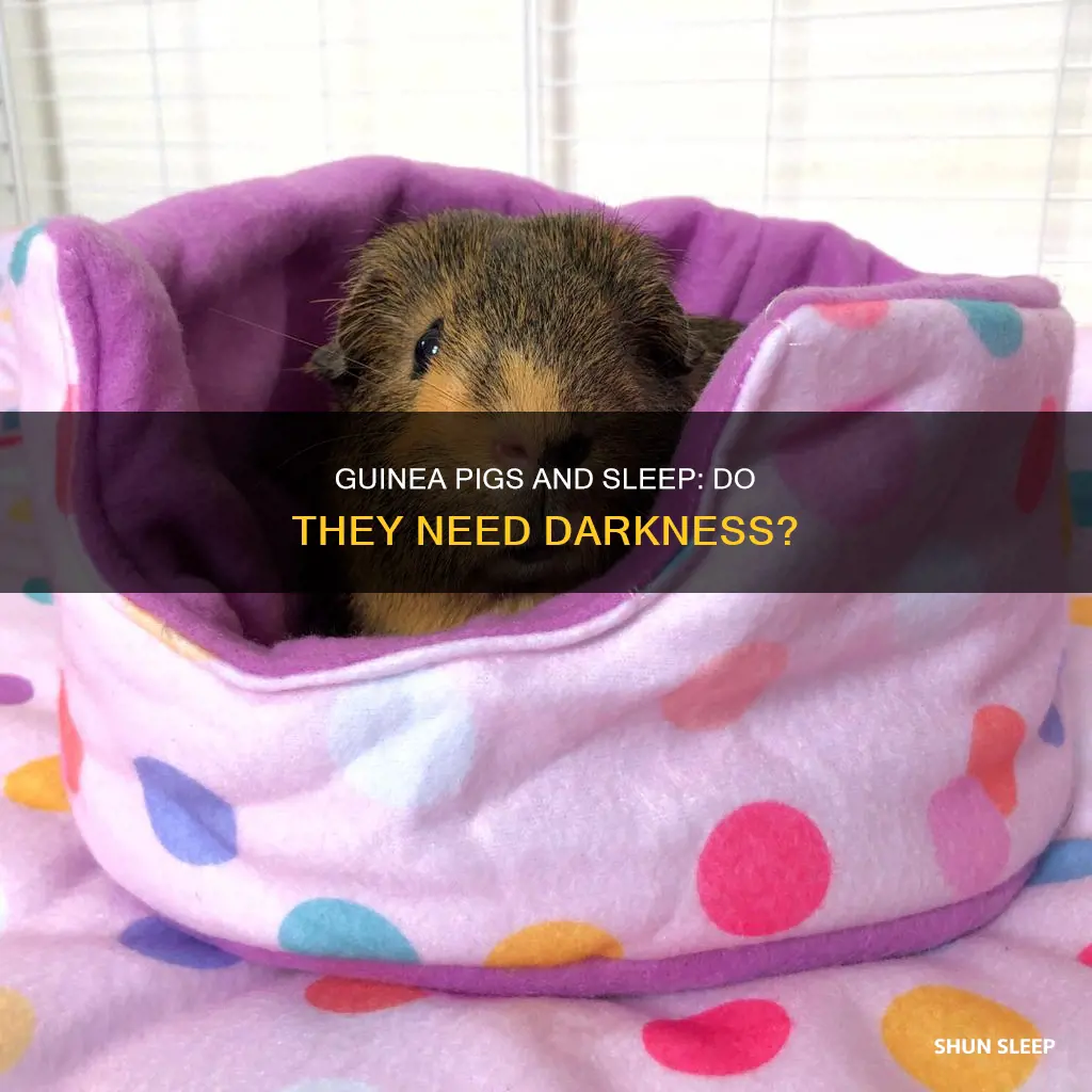 do guinea pigs need darkness to sleep