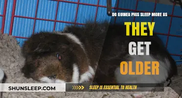 Aging Guinea Pigs: Understanding Sleep Patterns in Senior Cavies