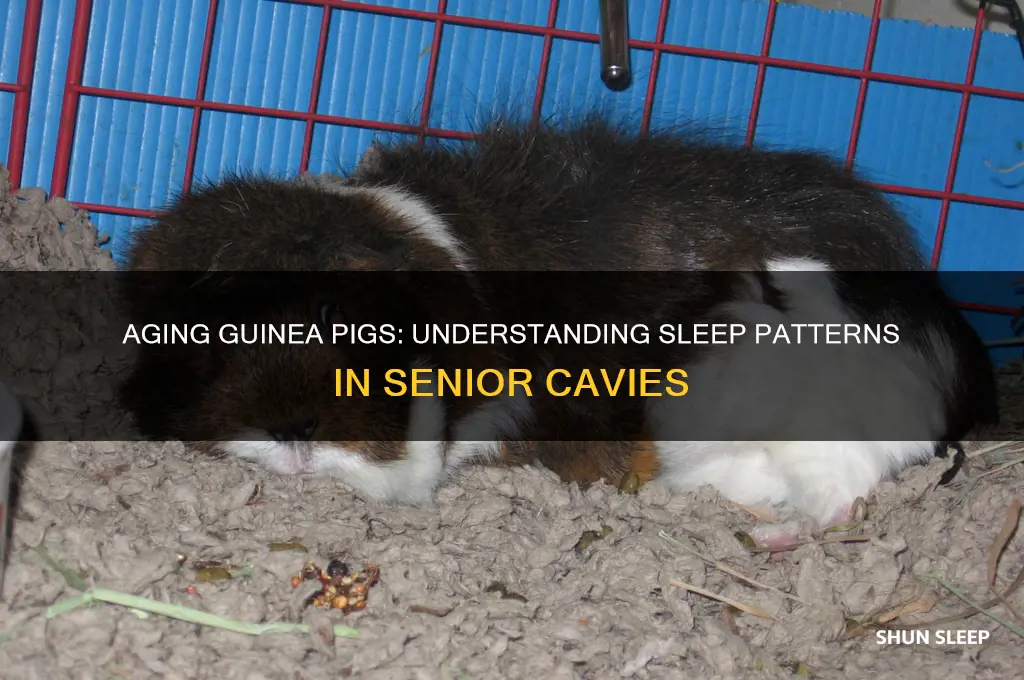 do guinea pigs sleep more as they get older