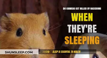 Do Sleeping Guinea Pigs Face Raccoon Attacks? Facts and Prevention Tips