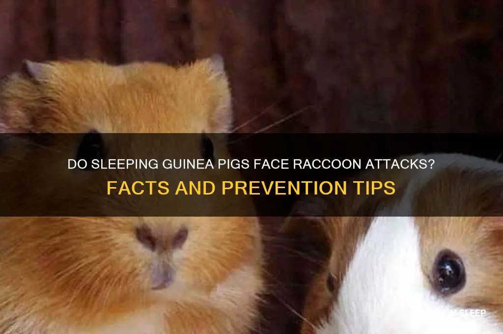 do guineas get killed by raccoons when they
