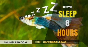 Do Guppies Sleep 8 Hours? Unraveling the Mysteries of Fish Rest