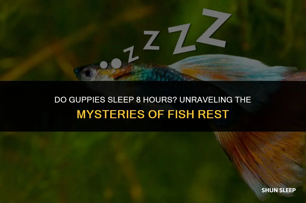 do guppies sleep 8 hours