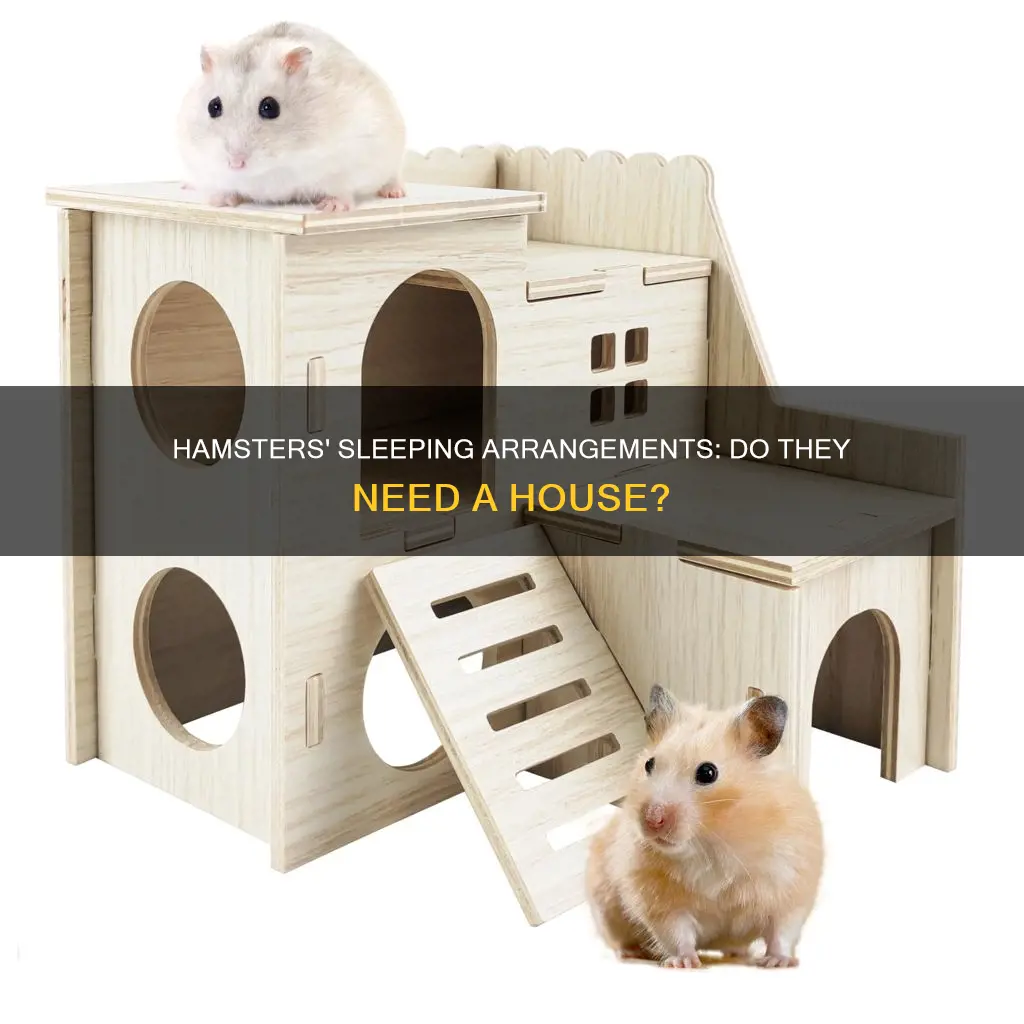 do hamsters need a house to sleep in