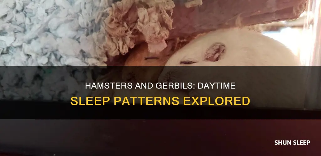 do hamsters or gerbals sleep during the day