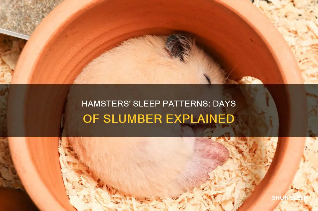 do hamsters sleep for days on end