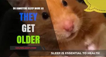 Aging Hamsters: Understanding Increased Sleep Patterns in Senior Pets