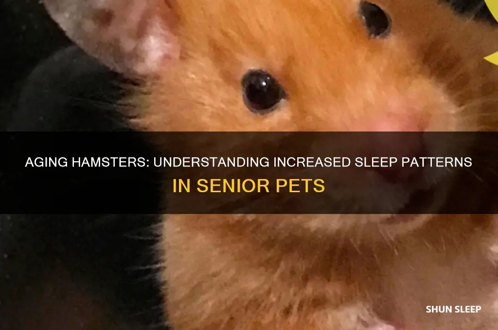 do hamsters sleep more as they get older