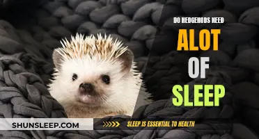 Hedgehogs: Do They Need a Lot of Sleep?