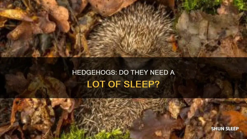do hedgehods need alot of sleep