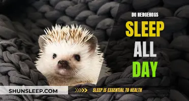 Hedgehogs: Sleeping Beauty or Nocturnal Critter?