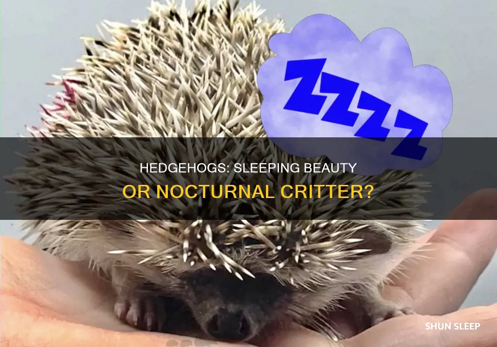 do hedgehogs sleep all day