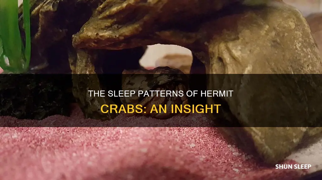 do hermit crabs sleep all day