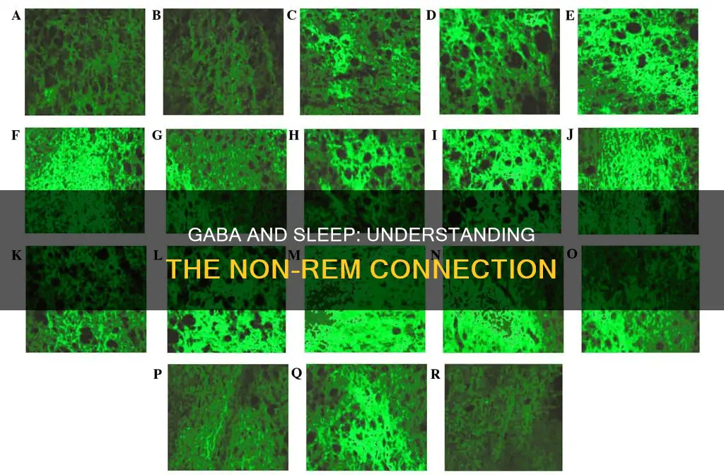 do high levels of gaba promote non rem sleep