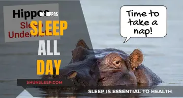 Hippos' Sleep Patterns: All-Day Snoozing?