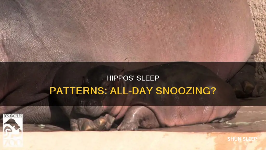 do hippos sleep all day