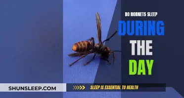 Daytime Sleep Patterns of Hornets: Unraveling the Mystery