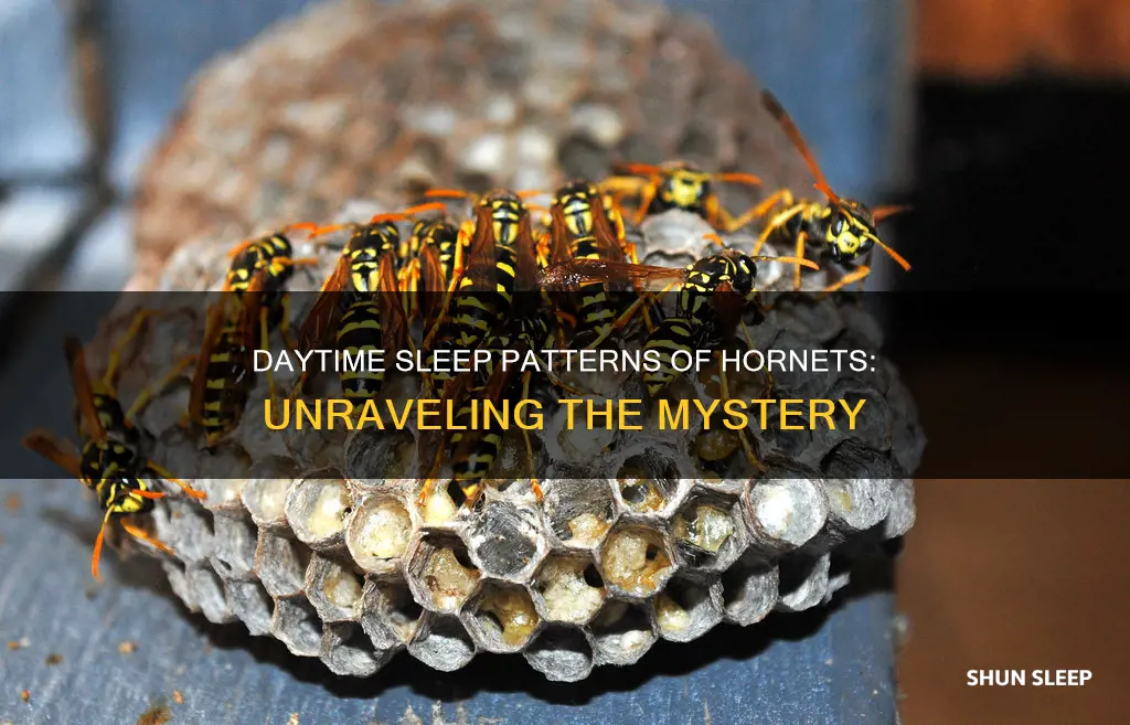 do hornets sleep during the day