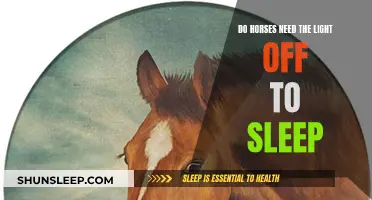 Horses and Sleep: Lights On or Off?