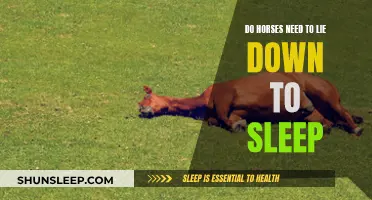 Horses and Sleep: Do They Need to Lie Down?