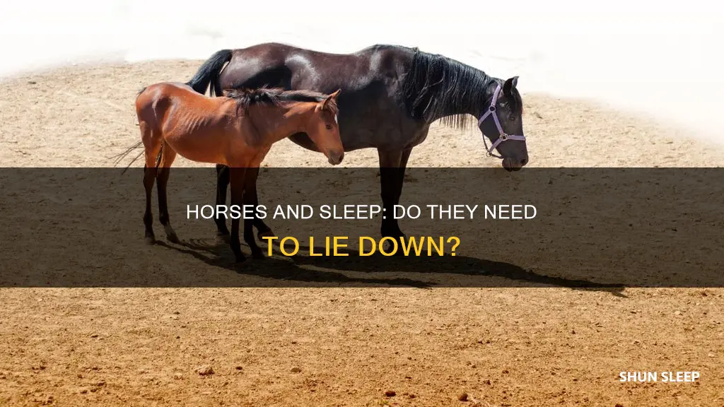do horses need to lie down to sleep