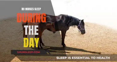 Daytime Naps: Do Horses Sleep During the Day?