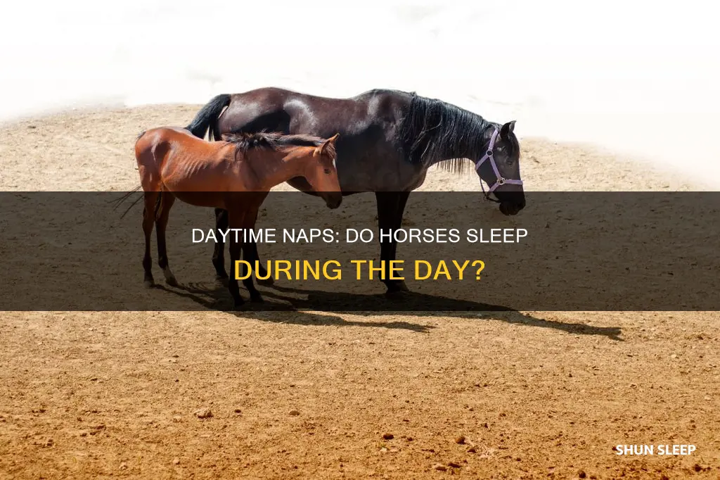 do horses sleep during the day