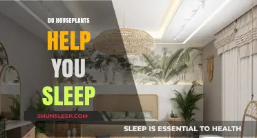 Houseplants and Sleep: Enhancing Rest with Natural Bedroom Greenery