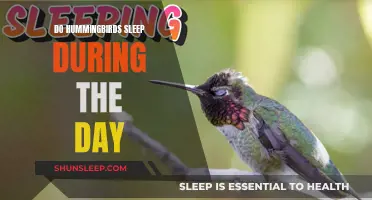 Hummingbirds' Sleep Patterns: Day or Night?