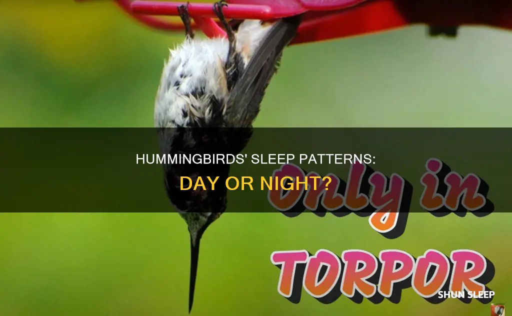 do hummingbirds sleep during the day