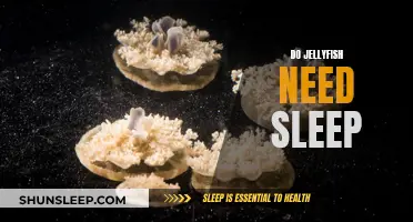 Jellyfish and Sleep: Do They Need It?