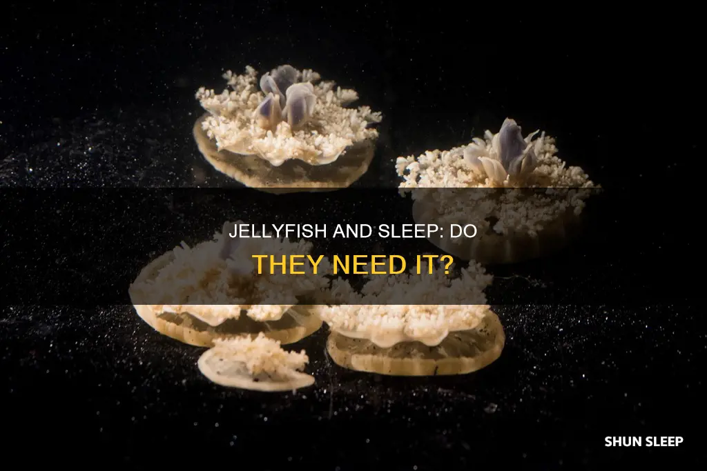 do jellyfish need sleep