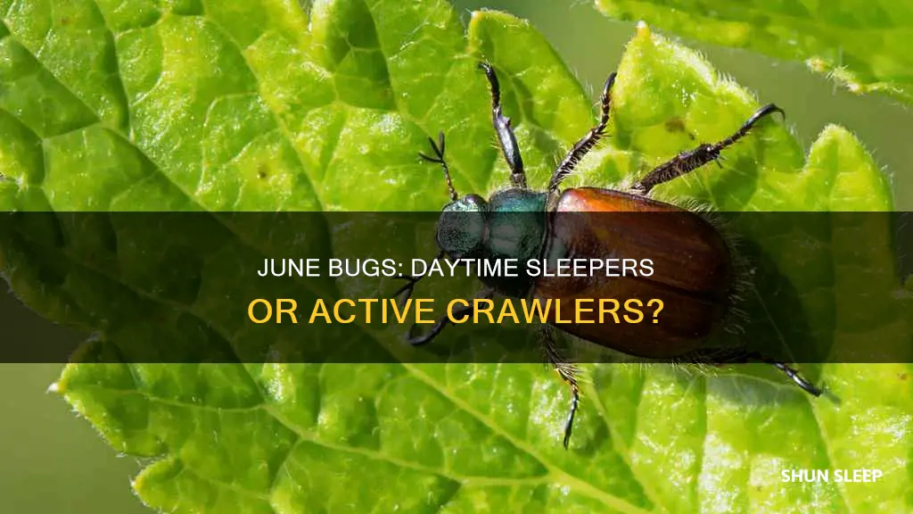 do june bugs sleep during the day